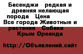 Басенджи - редкая и древняя нелающая порода › Цена ­ 50 000 - Все города Животные и растения » Собаки   . Крым,Ореанда